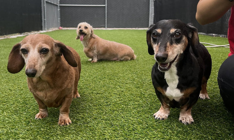 The Benefits of Small Dog Daycare: Why Size and Play Style Matter