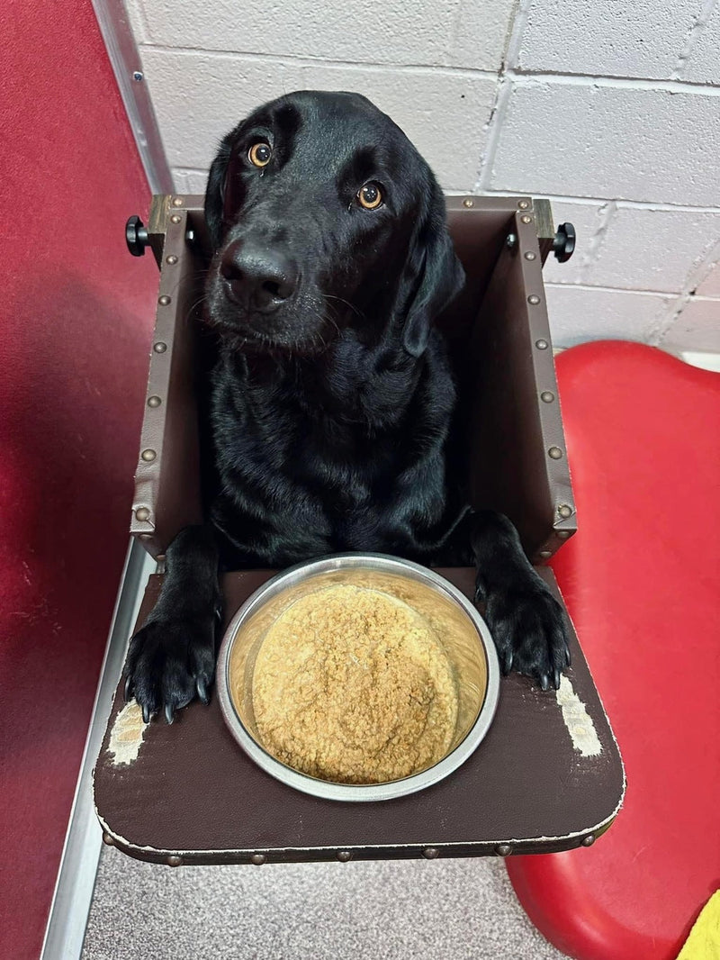 Dog with food