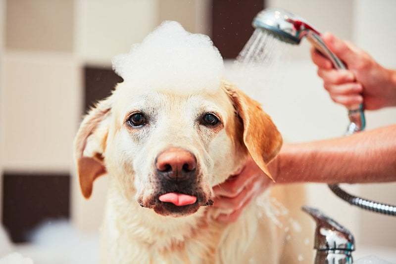 Grooming Your Pup: The Basics