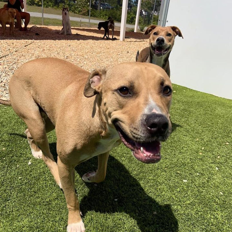 5 Things to Remember When Dropping Off Your Pet for Boarding