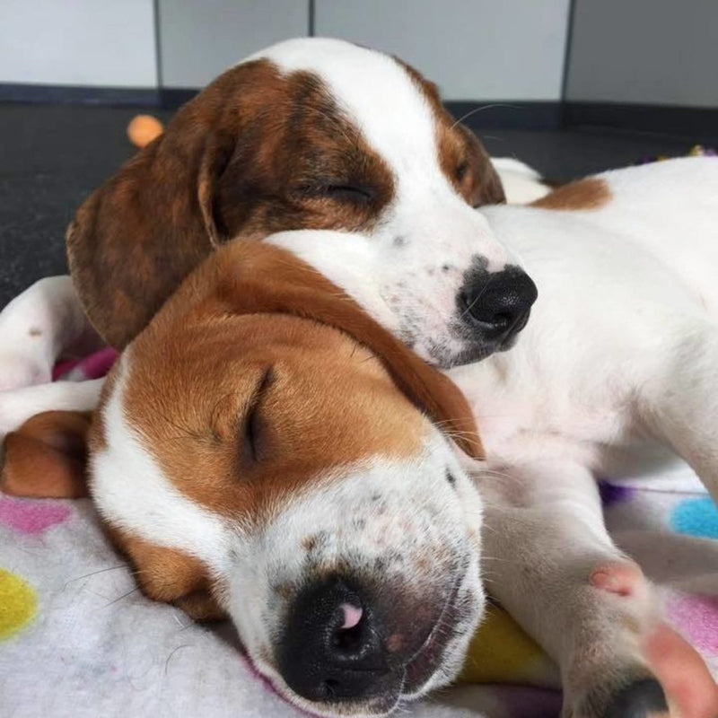 Pawville Announces New Location