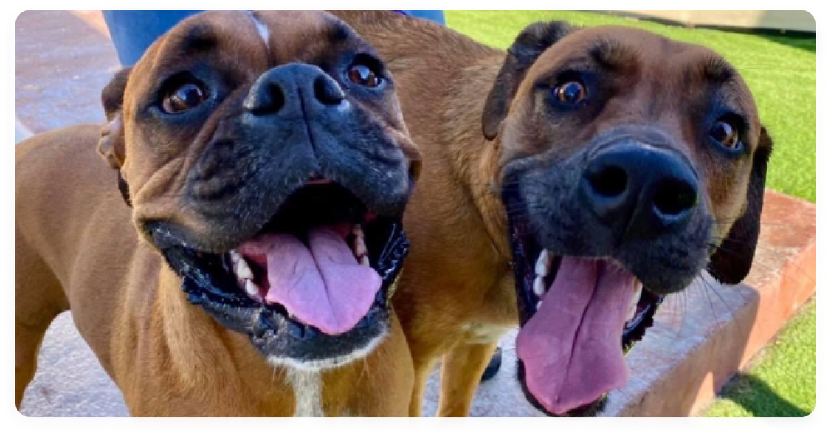 Two Boxer dogs with their tongues out, standing on a grassy area.