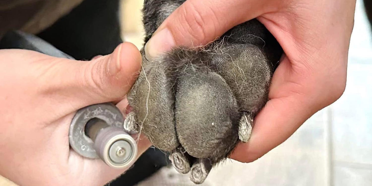 Person trimming a dog's nails with a nail clipper on a wooden floor.