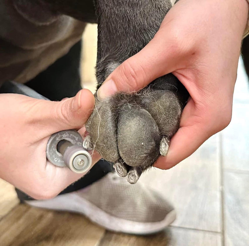 Person trimming a dog's nails with a nail clipper on a wooden floor.