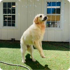 Dog standing on a grassy area with a building in the background