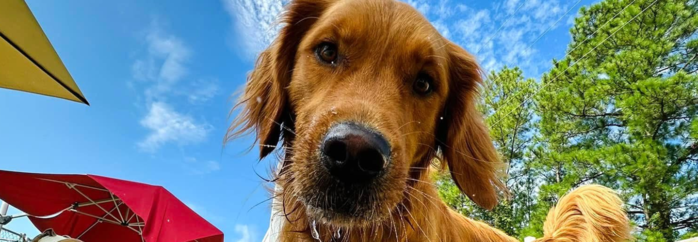 Dog looking up at the camera with a blue sky and trees in the background