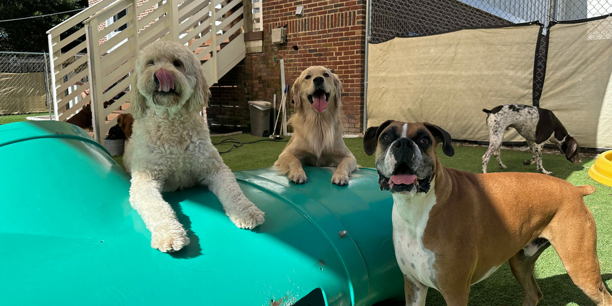 Four dogs in a backyard setting with a green structure and a fence in the background.