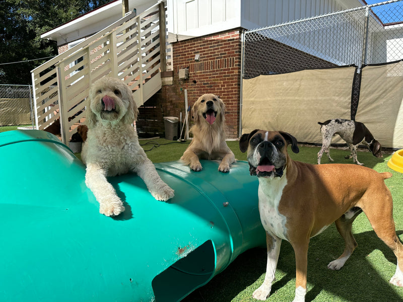Four dogs in a backyard setting with a green structure and a fence in the background.