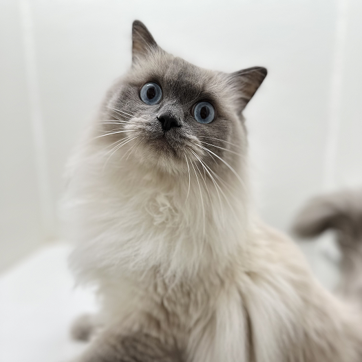 Cat with blue eyes standing on a white surface