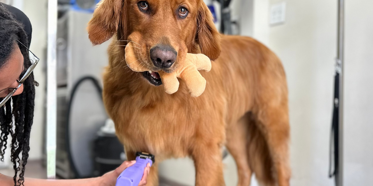 Dog on a grooming table with a groomer holding a brush in a pet grooming salon.