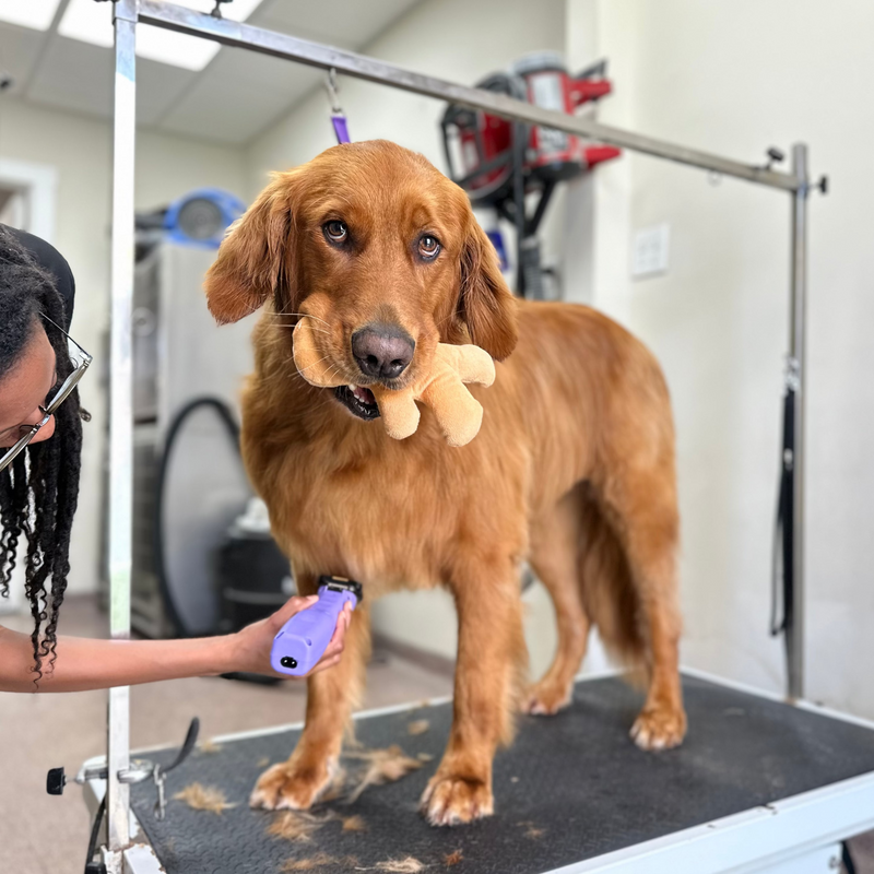 Dog on a grooming table with a groomer holding a brush in a pet grooming salon.