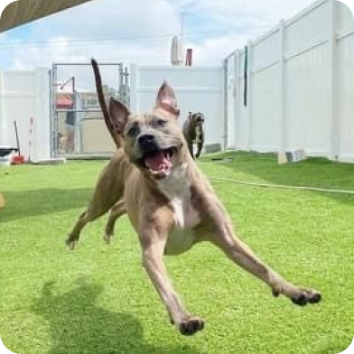 Dog running on a grassy area with a white fence and building in the background