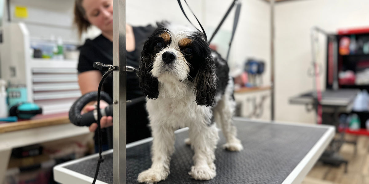Dog being groomed on a table in a grooming salon