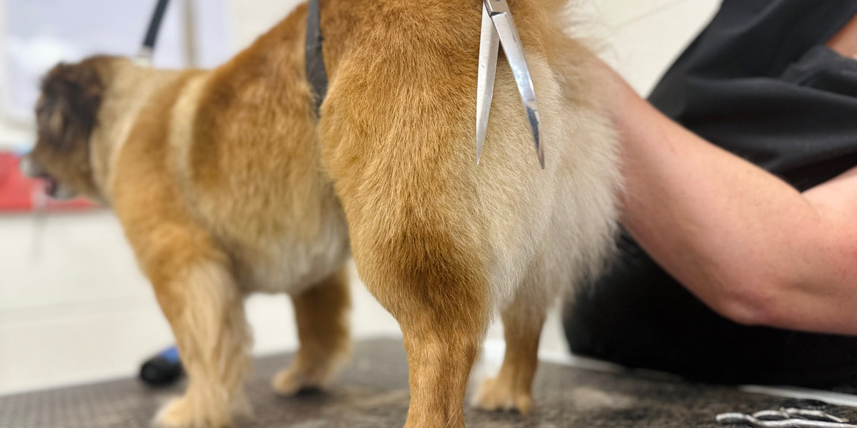 Dog being groomed with scissors on a grooming table.