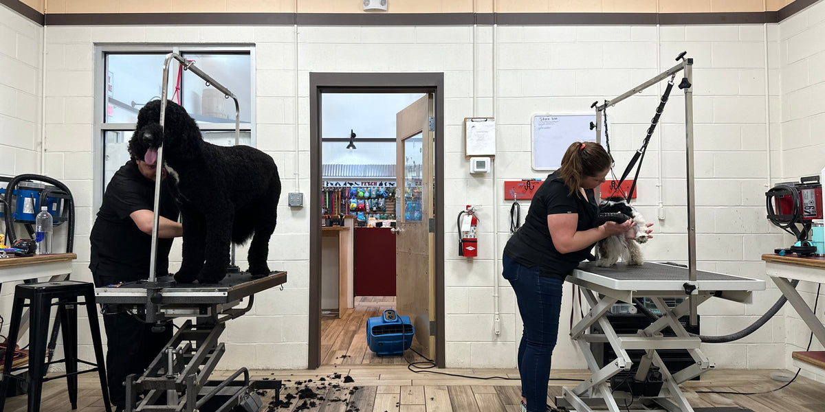 Two groomers grooming dogs