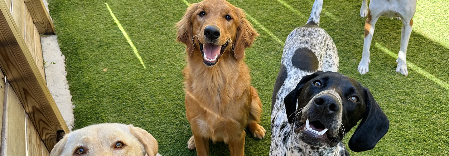 Three dogs of different breeds standing on a grassy area.