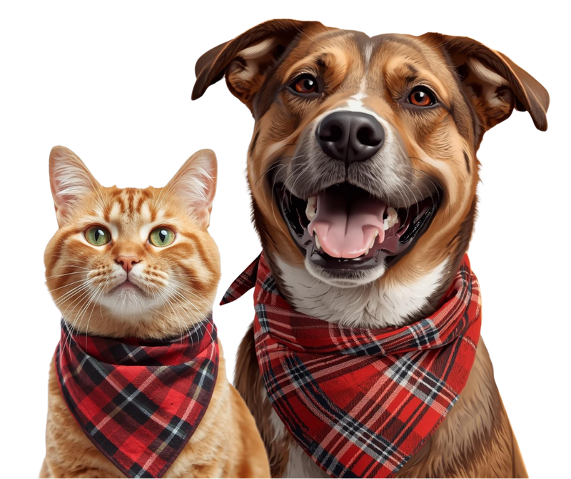 Cat and dog wearing plaid bandanas on a white background