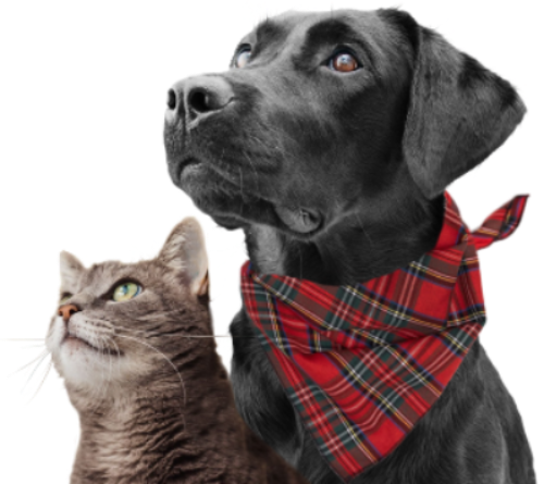 Cat and dog side by side on a white background