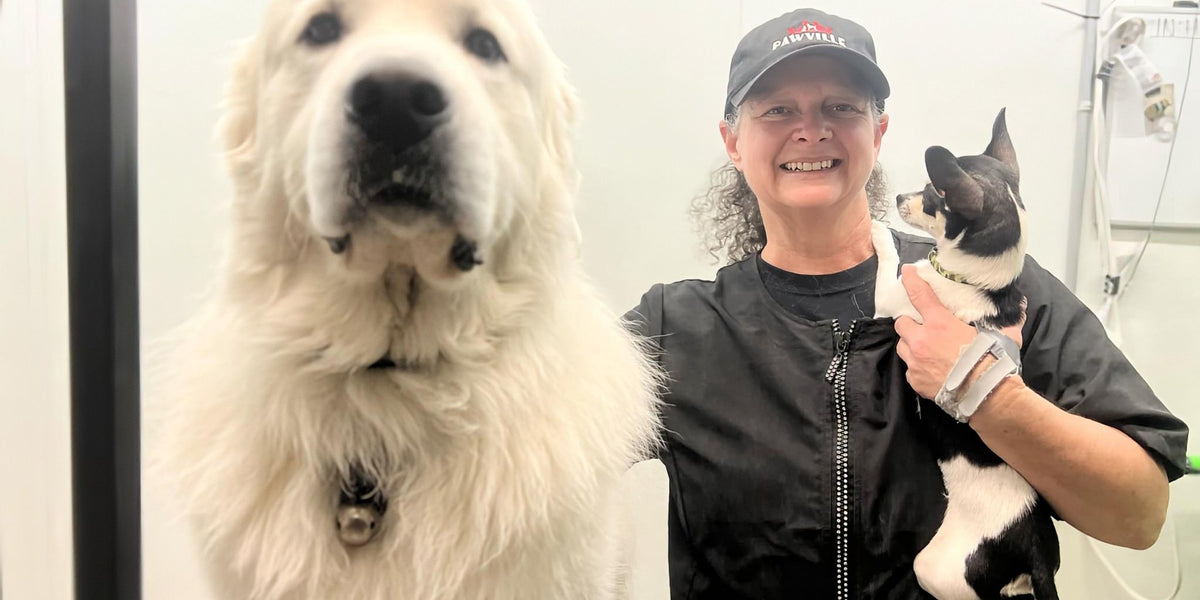 Person holding a small dog next to a large white dog in a grooming salon.