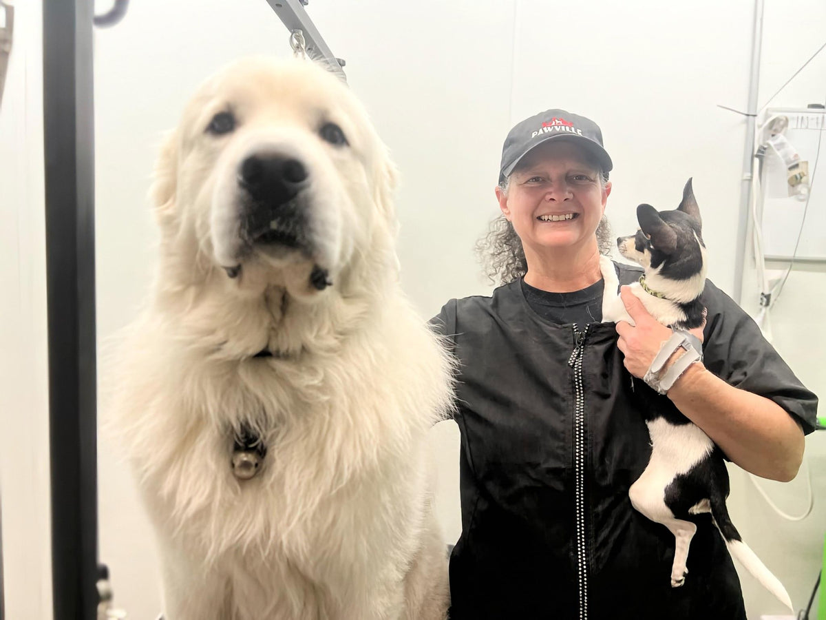 Person holding a small dog next to a large white dog in a grooming salon.