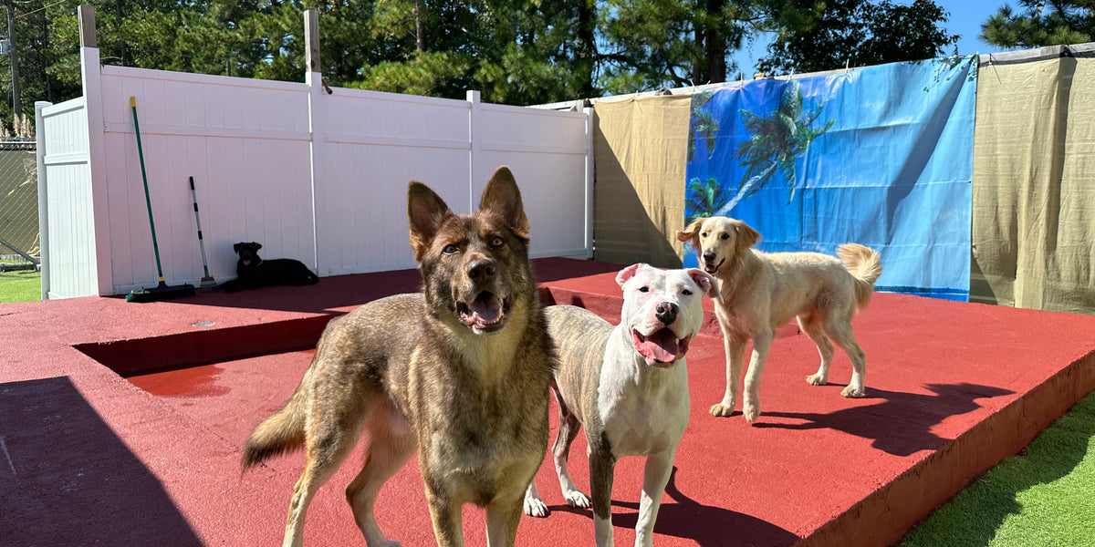 Three dogs standing on a red platform with a white fence and trees in the background