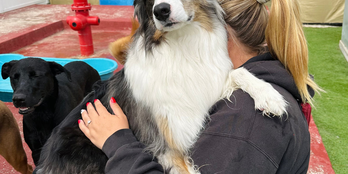 Person holding a large dog in an outdoor setting with another dog and a fire hydrant in the background.