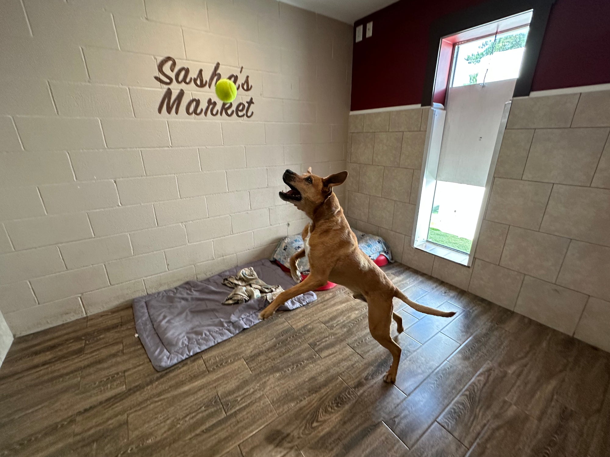 Dog playing with a ball in a room with 'Sasha's Market' on the wall.