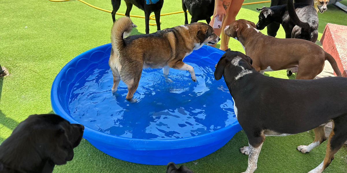 Group of dogs around a blue kiddie pool on a grassy area.