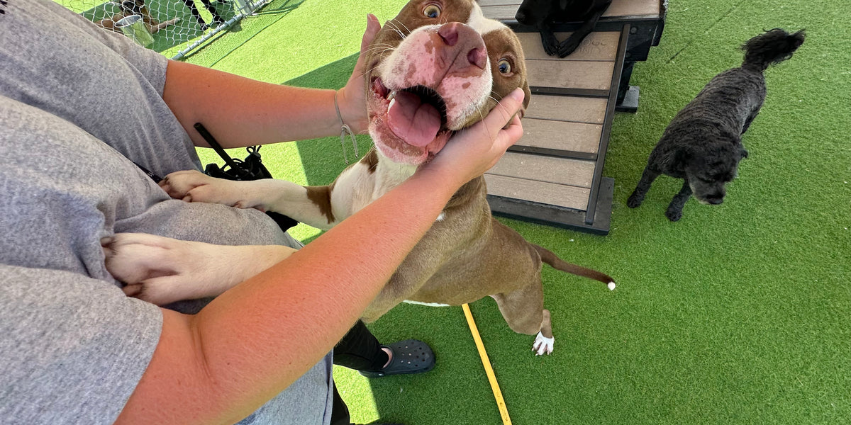 Dog being petted by a person with other dogs in the background at a dog park.
