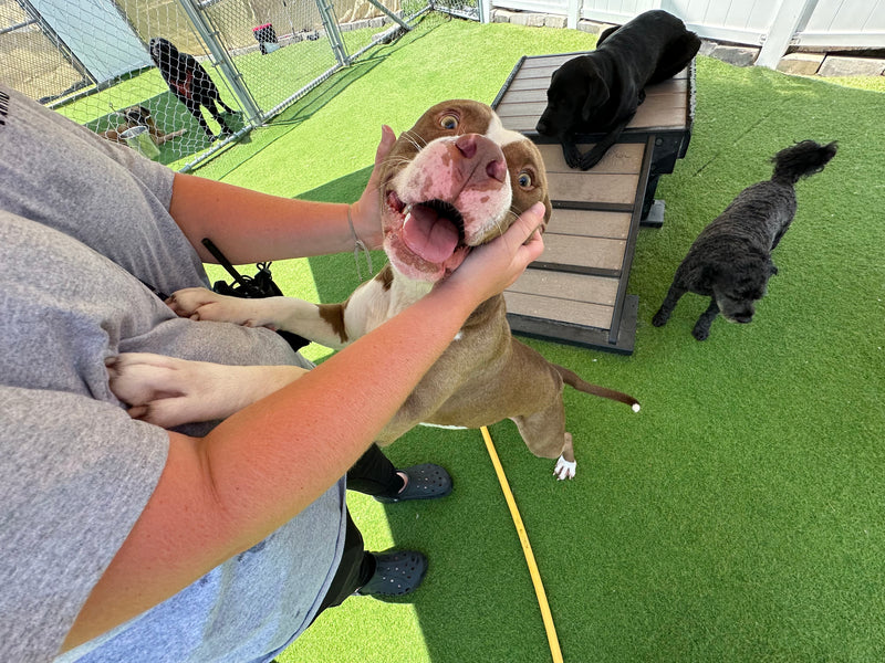 Dog being petted by a person with other dogs in the background at a dog park.