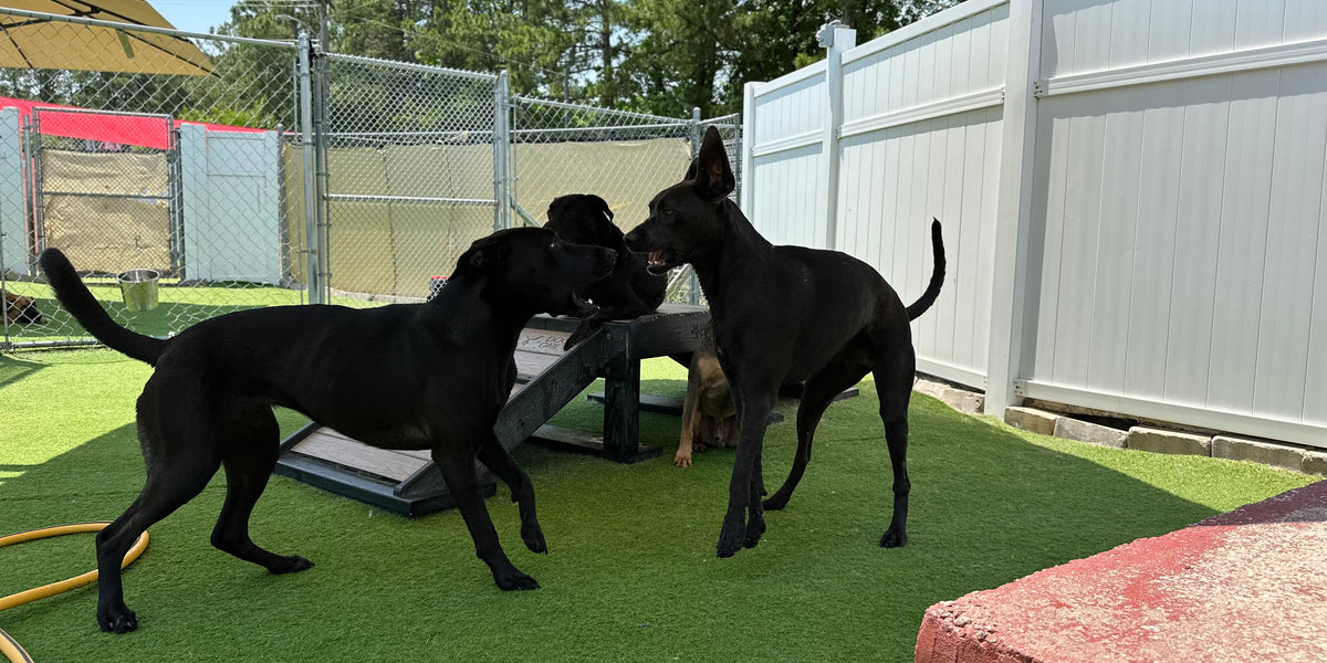 Two black dogs playing under a yellow umbrella in an outdoor area with green grass and a white fence.