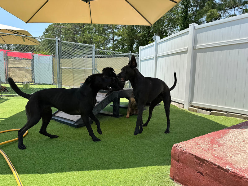Two black dogs playing under a yellow umbrella in an outdoor area with green grass and a white fence.