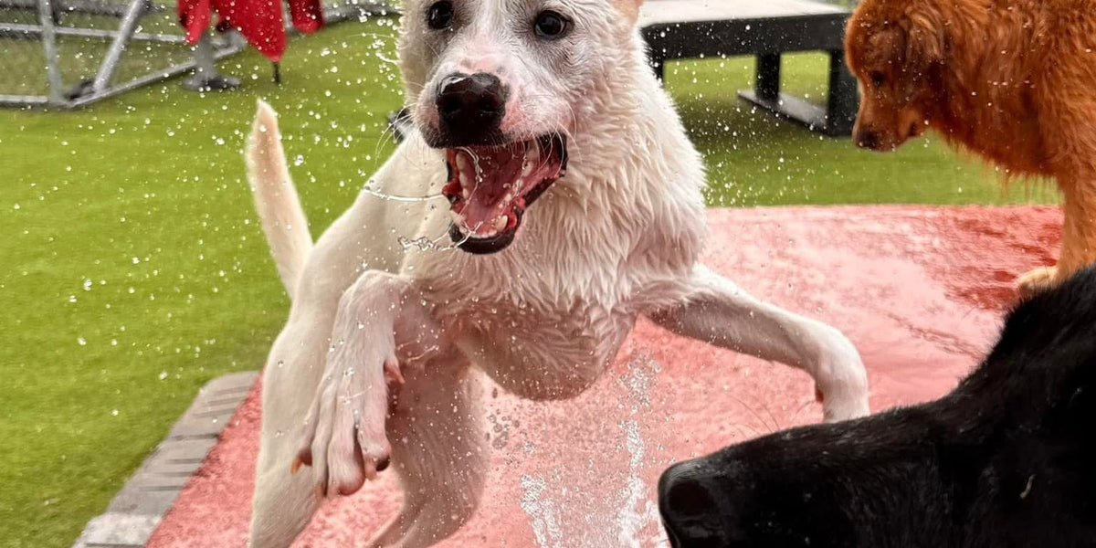 Dog being sprayed with a hose on a red platform in an outdoor setting