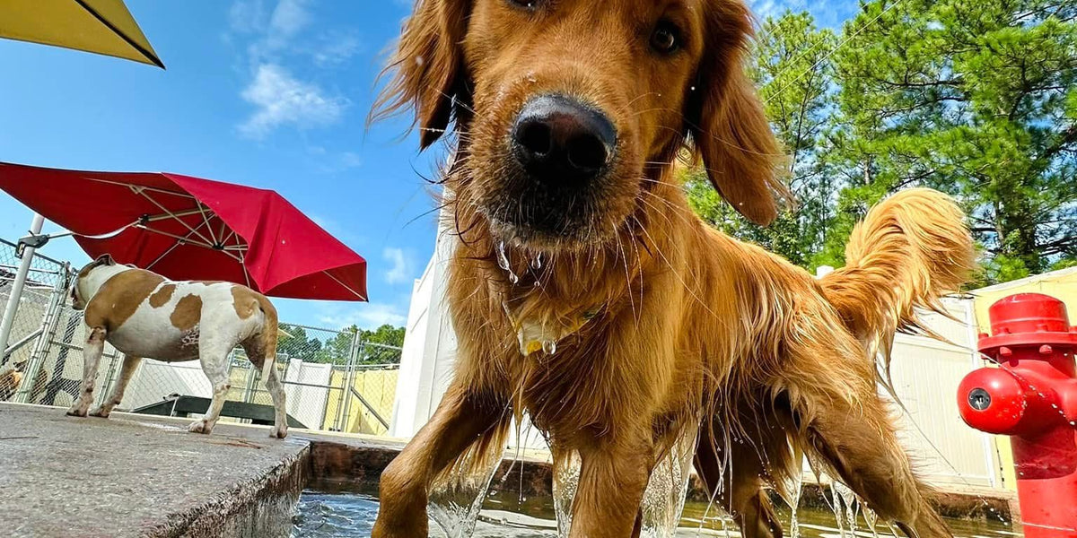 Dog playing in water with a blue sky and trees in the background