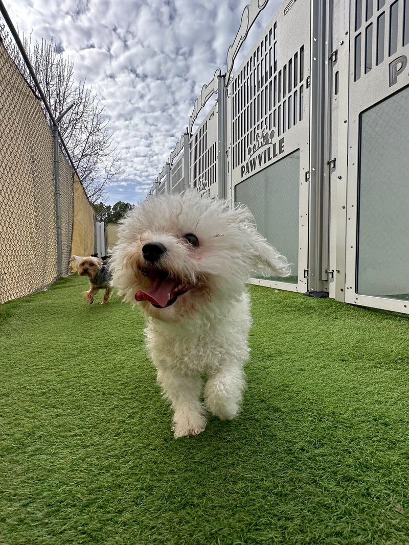 Small white dog running on a grassy area with a building in the background