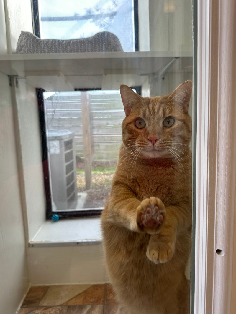 Cat standing on a glass door with a view of a backyard.