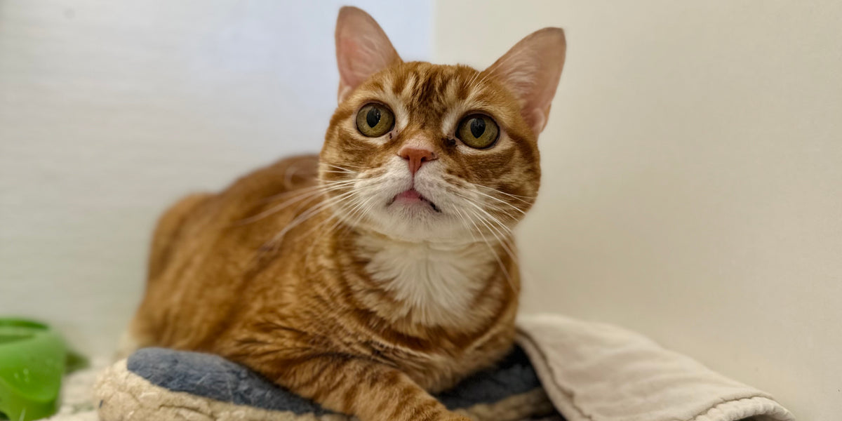 Orange tabby cat lying on a blanket with a neutral background