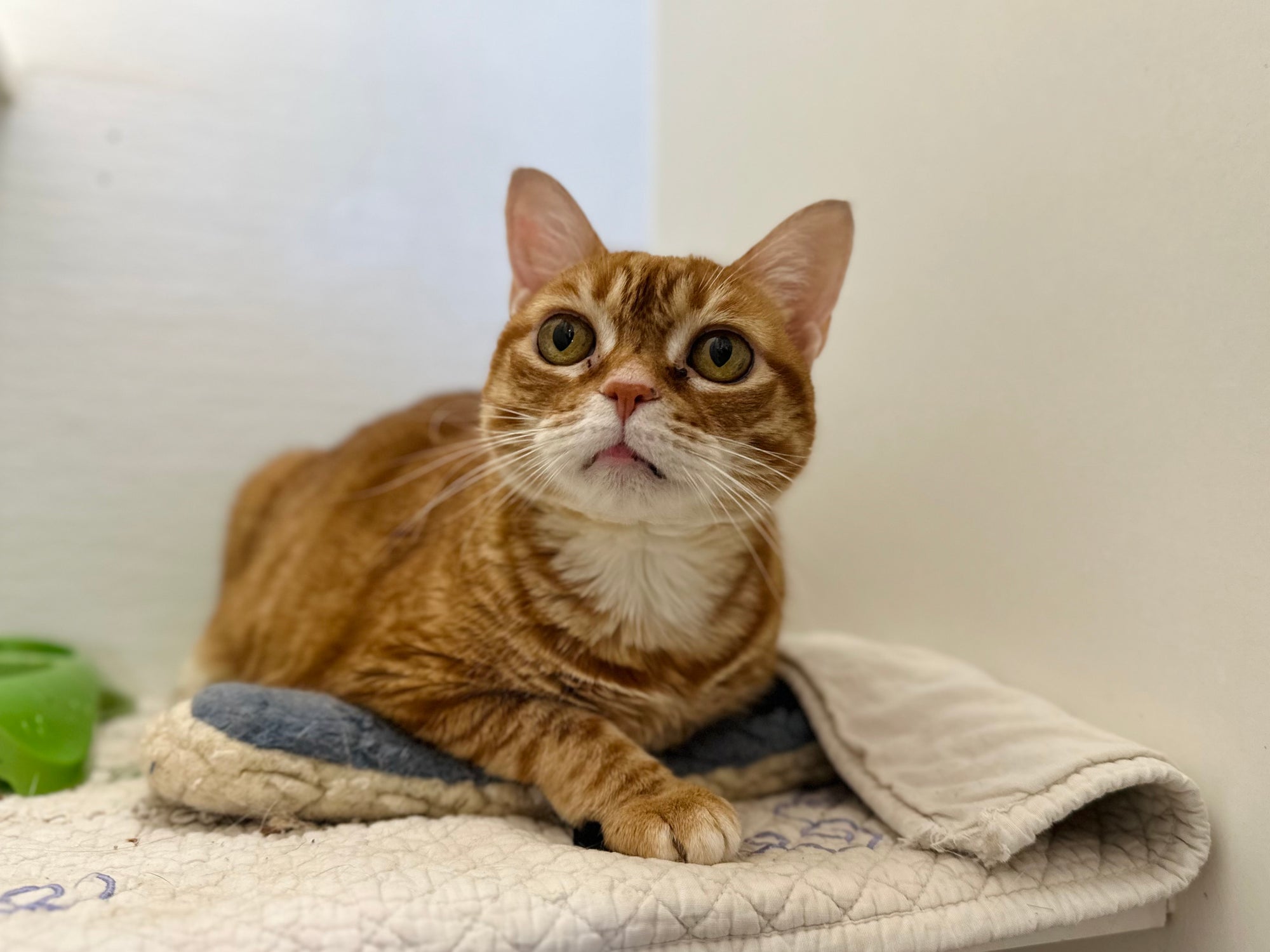 Orange tabby cat lying on a blanket with a neutral background