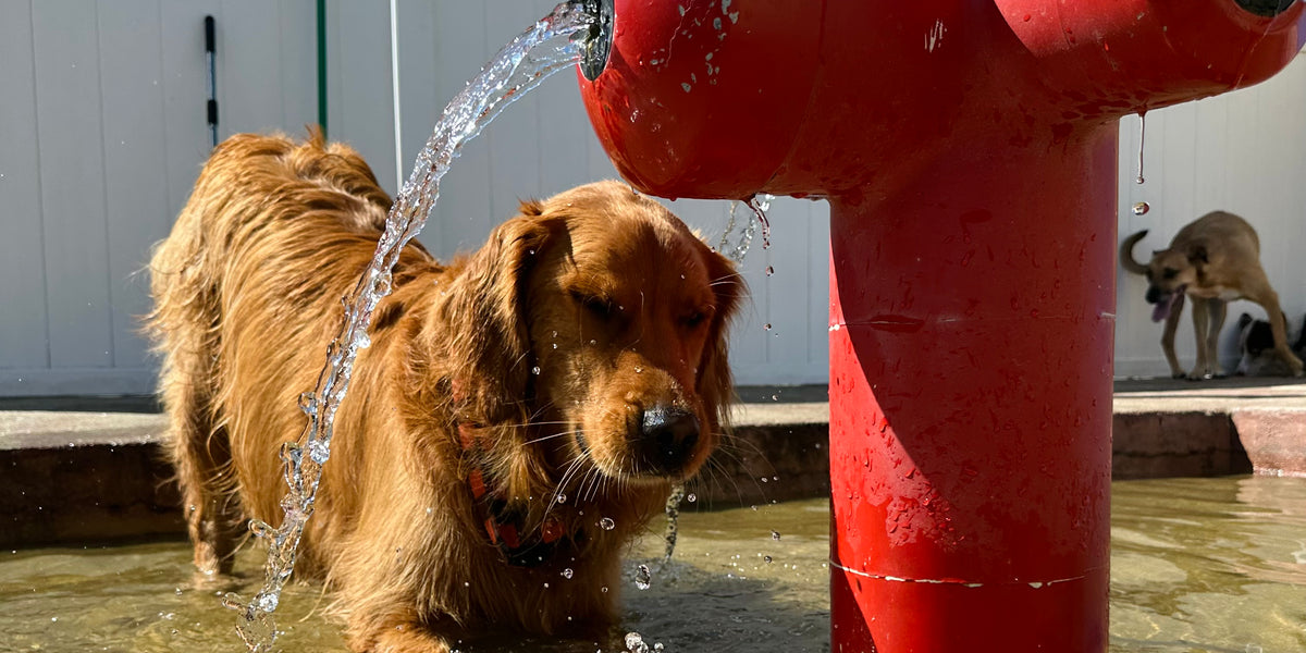 Two dogs playing with a red fire hydrant in water.