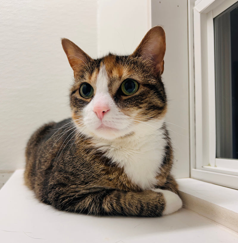  cat sitting on a windowsill with a white wall background