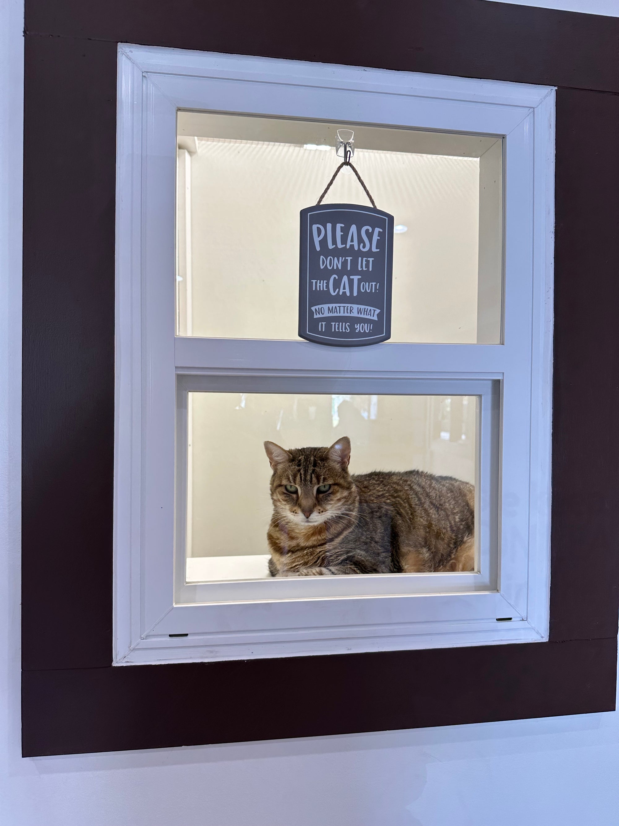 Cat looking out a window with a sign inside the frame