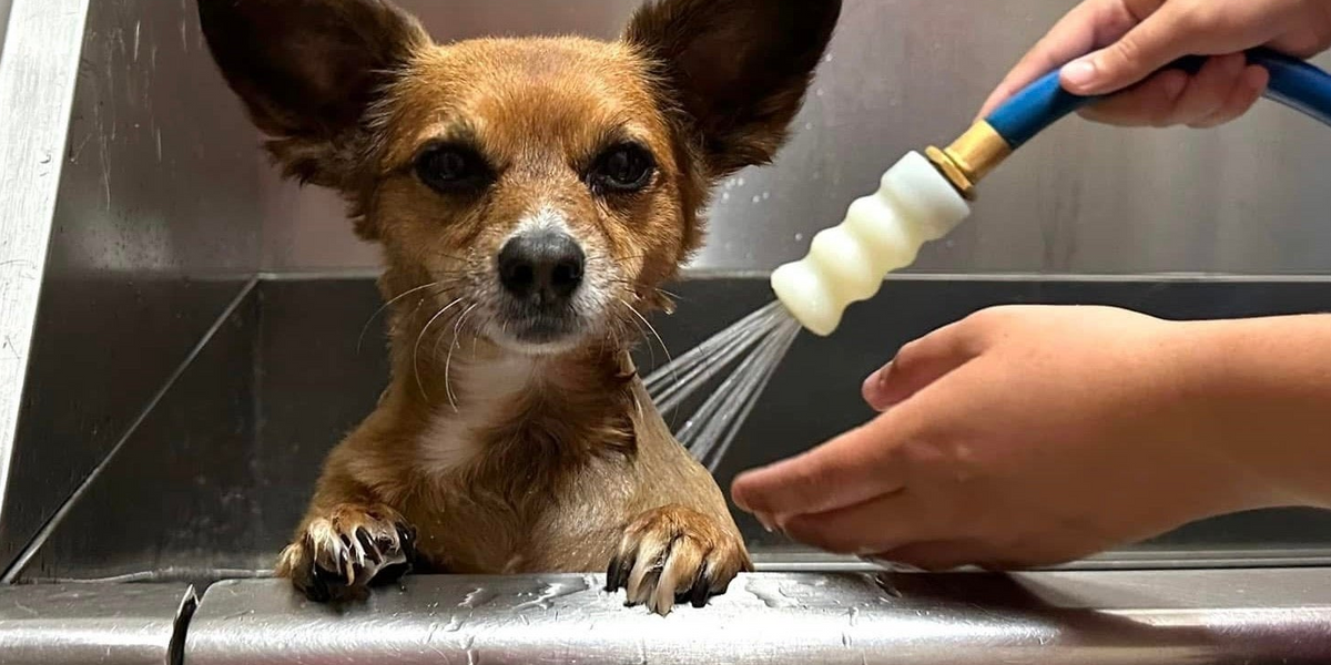 Dog being washed with a handheld shower head in a metal sink