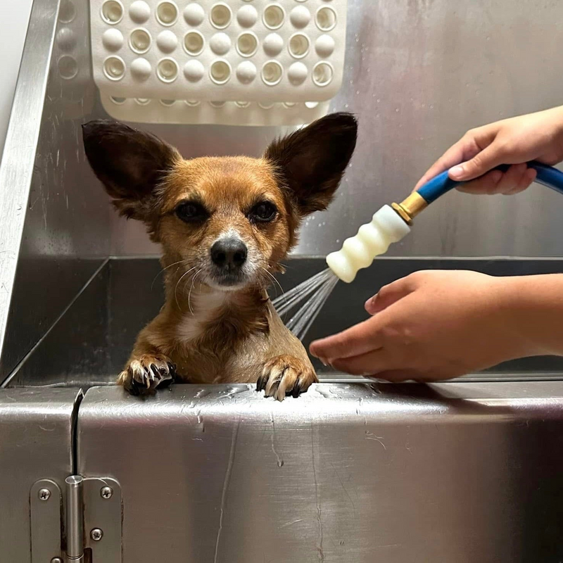 Dog being washed with a handheld shower head in a metal sink