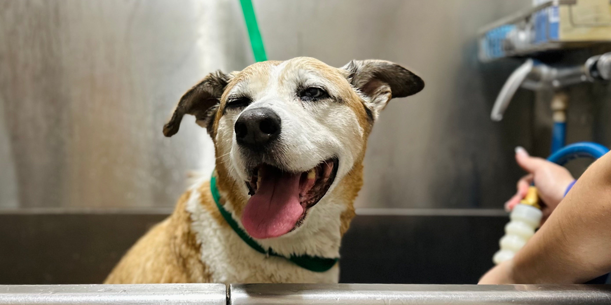 Dog in a grooming salon with a person holding a bottle of shampoo.