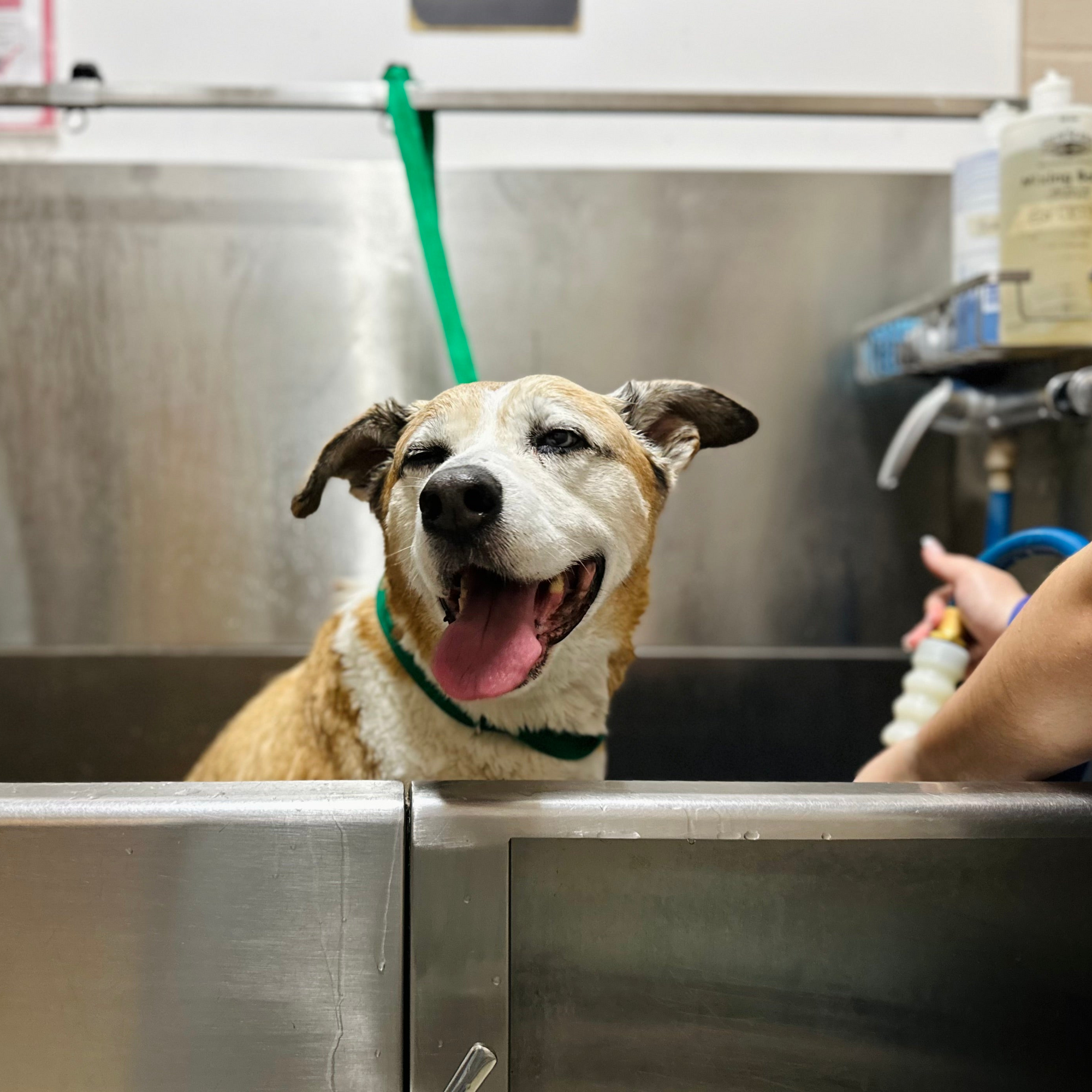 Dog in a grooming salon with a person holding a bottle of shampoo.