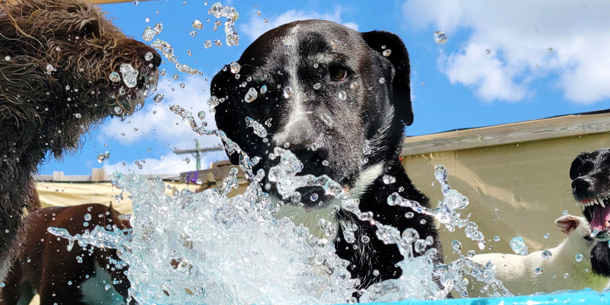 Two dogs playing in a pool with water splashing around them, under a large umbrella.