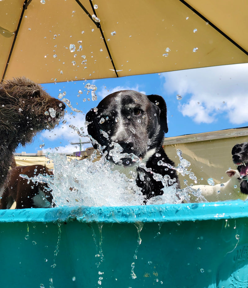 Two dogs playing in a pool with water splashing around them, under a large umbrella.