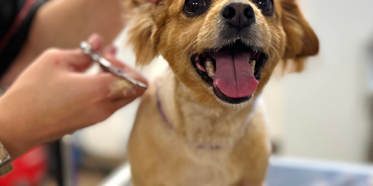 Dog being groomed with a person holding scissors, sitting on a grooming table.