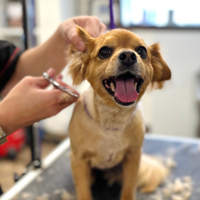 Dog being groomed with a person holding scissors, sitting on a grooming table.