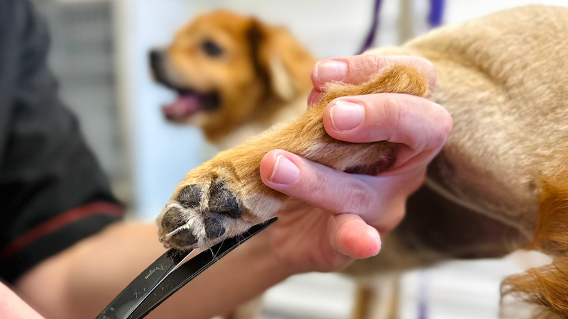 Person trimming a dog's nails with a focus on the paw and scissors.